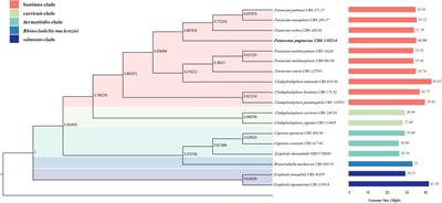 Genomics and Virulence of Fonsecaea pugnacius, Agent of Disseminated Chromoblastomycosis